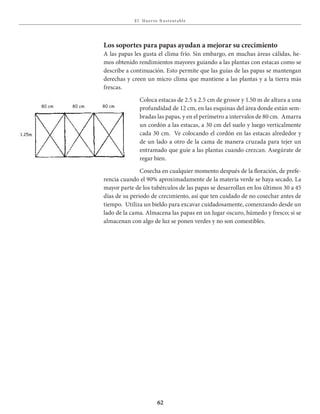 E l Huer to S u stent able
62
Los soportes para papas ayudan a mejorar su crecimiento
A las papas les gusta el clima frío. Sin embargo, en muchas áreas cálidas, he-
mos obtenido rendimientos mayores guiando a las plantas con estacas como se
describe a continuación. Esto permite que las guías de las papas se mantengan
derechas y creen un micro clima que mantiene a las plantas y a la tierra más
frescas.
Coloca estacas de 2.5 x 2.5 cm de grosor y 1.50 m de altura a una
profundidad de 12 cm, en las esquinas del área donde están sem-
bradas las papas, y en el perímetro a intervalos de 80 cm. Amarra
un cordón a las estacas, a 30 cm del suelo y luego verticalmente
cada 30 cm. Ve colocando el cordón en las estacas alrededor y
de un lado a otro de la cama de manera cruzada para tejer un
entramado que guíe a las plantas cuando crezcan. Asegúrate de
regar bien.
Cosecha en cualquier momento después de la floración, de prefe-
rencia cuando el 90% aproximadamente de la materia verde se haya secado. La
mayor parte de los tubérculos de las papas se desarrollan en los últimos 30 a 45
días de su periodo de crecimiento, así que ten cuidado de no cosechar antes de
tiempo. Utiliza un bieldo para excavar cuidadosamente, comenzando desde un
lado de la cama. Almacena las papas en un lugar oscuro, húmedo y fresco; si se
almacenan con algo de luz se ponen verdes y no son comestibles.
80 cm 80 cm 80 cm
1.25m
 