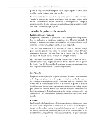 85
S em i l la s pa ra el huer to del próx i mo a ño
plantas de trigo sarraceno tienen pocas raíces. Separa la parte de arriba con las
semillas y ponlas en algún lugar para secarlas.
Cuando están totalmente secas, frótalas entre tus manos para soltar las semillas.
Vacíalas de una cubeta a otra varias veces con brisa ligera para limpiar las ba-
surillas. Después de este proceso las semillas ya pueden plantarse. Para poder
comer las semillas de trigo sarraceno, necesitan descascararse, un proceso difí-
cil si no se cuenta con equipo especial.
Anuales de polinización cruzada
Pepinos, melones y sandías
Los pepinos y los melones (al igual que la calabaza) son polinizadas por insec-
tos. Los melones no se cruzan con los pepinos, pero diferentes variedades de
melones (o pepinos) pueden cruzarse entre ellos, así que generalmente, puede
sembrarse sólo una variedad para semilla en cada temporada.
Selecciona frutos para semilla de por lo menos cinco plantas y márcalas. Los pe-
pinos necesitan quedarse en la planta por lo menos un mes después del tiempo
en que están listos para cosecharse, hasta que se pongan amarillos. La semilla
del melón está madura cuando el melón esta listo para comerse.
Para colectar las semillas de los pepinos y melones, corta el fruto a la mitad y
con una cuchara saca la pulpa y las semillas. Utiliza el mismo método que con
los tomates (Pág. 83). Las semillas de sandía no requieren de este tratamiento.
Sólo asegúrate de lavarlas bien y secarlas completamente.
Bianuales
Las plantas bienales producen su parte comestible durante la primera tempo-
rada y después requieren mayor tiempo para producir su semilla. En áreas con
inviernos ligeros, estas plantas pueden permanecer en el huerto durante el in-
vierno, pero en áreas donde el invierno es más severo las plantas o raíces de-
ben almacenarse durante esta temporada, después replantarse en la primavera
para obtener sus semillas. Condiciones de almacenamiento óptimas incluyen
temperaturas de cerca del punto de congelación pero no bajo este punto y una
alta humedad, colocando sólo una capa de plantas rodeadas de arena o aserrín
mojado.
Cebollas
Las flores de la cebolla pueden ser polinizadas por insectos, así que en un peque-
ño huerto, debes solo guardar las semillas de una variedad en una temporada,
aunque puedes sembrar muchas otras variedades para comer. Si cualquiera de
las cebollas que cultivas para comer por alguna razón saca semilla en su pri-
mera temporada, no guardes las semillas de estas plantas. El que saquen semi-
 
