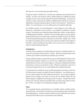 E l Huer to S u stent able
86
llas antes no es una característica que debes alentar.
Escoge las mejores cebollas de tu cosecha para replantase para producción de
semilla. En áreas con inviernos suaves, puedes plantar las cebollas que hayas
escogido un mes o seis semanas antes de tu primera helada ligera. En áreas con
inviernos crudos, almacena las cebollas cuidadosamente durante el invierno y
replántalas tan pronto puedas preparar el suelo en la primavera. Planta las ce-
bollas a 15 cm de distancia, con sus cuellos justo en la superficie del suelo.
Las cebollas sacarán uno (normalmente) o varios (algunas veces) tallos, que
florecerán y finalmente sacarán semilla. Las semillas no maduran al mismo
tiempo, y las primeras que maduren pueden dispersarse solitas, así que observa
cuidadosamente las plantas. Cuando se ven las semillas negras, corta un pedazo
largo del tallo junto con la cabeza que contiene las semillas y coloca las cabezas
en una bolsa grande de papel con suficiente aire entre ellas. Déjalas secar. Frota
las cabezas de semillas entre tus manos para soltar las semillas. Para limpiar la
basurilla, vacía las semillas de una cubeta a otra varias veces con brisa ligera, o
utiliza el método del agua (Pág. 81).
Zanahorias
Las flores de las zanahorias son polinizadas por insectos y también pueden cru-
zarse con su pariente silvestre (Daucus carota). Planta las zanahorias que vayas
a utilizar para semilla calculando que maduren para el otoño.
Escoge zanahorias largas, con buena forma, que no estén dañadas y de buen color.
Quita la parte superior, córtalas a 2.5 cm de la raíz. Replanta las zanahorias in-
mediatamente en áreas con inviernos ligeros, o almacena cuidadosamente hasta
la primavera, en áreas con inviernos severos. Planta las zanahorias cada 25 cm
con la parte superior de la raíz en o justo debajo de la superficie del suelo.
En la primavera, la zanahoria sacará su tallo que puede crecer hasta 2 m de alto.
Las flores atraen una gran variedad de insectos benéficos. Las semillas que es-
tén en la parte superior del tallo madurarán primero. En un huerto pequeño,
puedes sacar las plantas con todas sus raíces, pon las cabezas dentro de una
bolsa de papel, y cuélgalas hacia abajo para que se sequen. Cuando estén total-
mente secas, frota las cabezas de semillas entre tus manos para soltar las semi-
llas. Utiliza un colador u otro método para limpiar la basurilla.
Maíz
En un pequeño huerto, generalmente no es factible colectar semillas propia-
mente del maíz. Por lo menos se requiere de cincuenta plantas para mantener la
diversidad genética. Si deseas colectar semillas de maíz, debes leer las secciones
relevantes de los libros que te recomendamos más adelante.
 