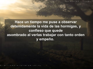 Hace un tiempo me puse a observar detenidamente la vida de las hormigas, y confieso que quede asombrado al verlas trabajar con tanto orden y empeño.  