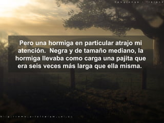 Pero una hormiga en particular atrajo mi   atención.  Negra y de tamaño mediano, la hormiga llevaba como carga una pajita que era seis veces más larga que ella misma.  