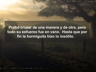 Probó cruzar de una manera y de otra, pero todo su esfuerzo fue en vano.  Hasta que por fin la hormiguita hizo lo insólito.    
