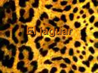 El jaguar 