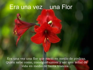 Era una vez  Era una vez una flor que nació en medio de piedras. Quién sabe como, consiguió crecer y ser una señal de vida en medio de tanta tristeza... una Flor 