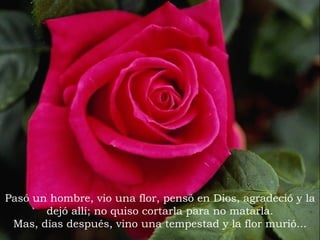 Pasó un hombre, vio una flor, pensó en Dios, agradeció y la dejó allí; no quiso cortarla para no matarla. Mas, días después, vino una tempestad y la flor murió... 