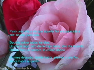 Pasó una niña y vio que aquella flor era parecida a ella: bonita, pero sola. Decidió volver todos los días.  Un día la regó, otro día le trajo tierra, otro día la podó, Otro le hizo un cantero, le colocó abono... Un mes después, donde había  piedras y una flor, ahora había un jardín 