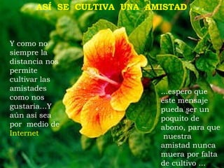 Y como no siempre la distancia nos permite cultivar las amistades como nos gustaría...Y aún así sea por  medio de  Internet   ASÍ  SE  CULTIVA  UNA  AMISTAD . . . ...espero que éste mensaje pueda ser un poquito de abono, para que  nuestra amistad nunca muera por falta de cultivo ... 