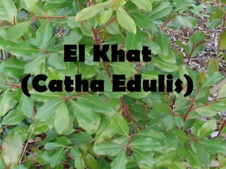 El Khat (Catha Edulis) 