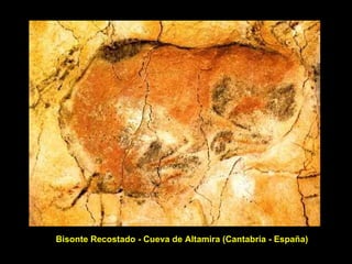 Bisonte Recostado - Cueva de Altamira (Cantabria - España) 