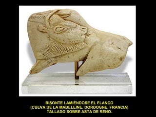 BISONTE LAMIÉNDOSE EL FLANCO (CUEVA DE LA MADELEINE, DORDOGNE, FRANCIA) TALLADO SOBRE ASTA DE RENO. 