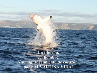 Un tiburón, Un hombre, Y un agradecimiento de corazón  por SALVAR UNA VIDA! 