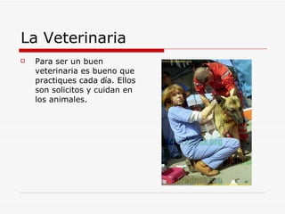 La Veterinaria Para ser un buen veterinaria es bueno que practiques cada  dí a. Ellos son solicitos y cuidan en los animales. 