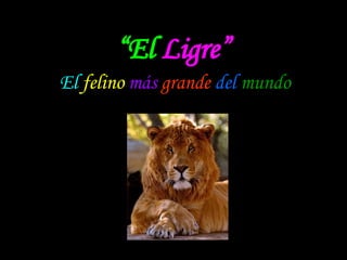 “ El  Ligre” El  felino   más   grande   del  mundo 