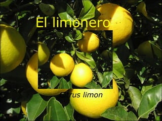 El limonero Citrus limon 