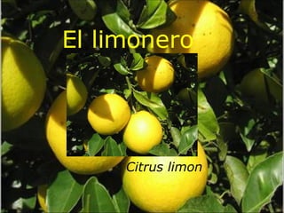 El limonero Citrus limon 