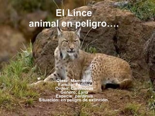 El Lince animal en peligro…. Clase: Mamíferos Familia: Félidos Orden: Carnívoros Género:  Lynx Especie:  pardinus Situación:   en peligro de extinción.  