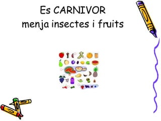 Es CARNIVOR menja insectes i fruits 