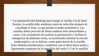 • La preparación del almácigo para mango es similar a la de otros
frutales, la semilla debe sembrarse antes de ocho días después de
cosechado el fruto, ya que pierde su poder germinativo. Las
semillas deben provenir de frutos maduros bien desarrollados y
sanos. Con el propósito de acelerar la germinación y facilitar la
emergencia de plántulas rectas, se recomienda eliminar la cáscara
(endocarpio) o en su defecto, cortar parte dorsal de la semilla.
Estas deberán desinfectarse y sembrarse con el dorso hacia arriba y
ligeramente expuestas en la superficie del suelo (1/3 de la semilla).
 
