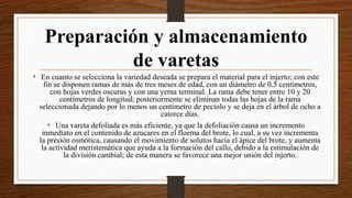 Preparación y almacenamiento
de varetas
• En cuanto se selecciona la variedad deseada se prepara el material para el injerto; con este
fin se disponen ramas de más de tres meses de edad, con un diámetro de 0.5 centímetros,
con hojas verdes oscuras y con una yema terminal. La rama debe tener entre 10 y 20
centímetros de longitud; posteriormente se eliminan todas las hojas de la rama
seleccionada dejando por lo menos un centímetro de pecíolo y se deja en el árbol de ocho a
catorce días.
• Una vareta defoliada es más eficiente, ya que la defoliación causa un incremento
inmediato en el contenido de azucares en el floema del brote, lo cual, a su vez incrementa
la presión osmótica, causando el movimiento de solutos hacia el ápice del brote, y aumenta
la actividad meristemática que ayuda a la formación del callo, debido a la estimulación de
la división cambial; de esta manera se favorece una mejor unión del injerto.
 