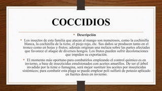 COCCIDIOS
• Descripción
• Los insectos de esta familia que atacan al mango son numerosos, como la cochinilla
blanca, la cochinilla de la tizne, el piojo rojo, etc. Sus daños se producen tanto en el
tronco como en hojas y frutos; además originan una melaza sobre las partes afectadas
que favorece el ataque de diversos hongos. Los frutos pueden sufrir decoloraciones
que impiden su exportación.
• El momento más oportuno para combatirlos empleando el control químico es en
invierno, a base de insecticidas emulsionados con aceites amarillos. De ser el árbol
invadido por la tizne o fumagina, será mejor sustituir los aceites por insecticidas
sistémicos; para combatir esta plaga se puede emplear poli sulfuró de potasio aplicado
en fuertes dosis en invierno.
 