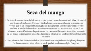 Seca del mango
• Se trata de una enfermedad destructiva que puede causar la muerte del árbol, siendo el
agente causal un hongo (Ceratocystis fimbriata), que normalmente se asocia a su
vector que es un insecto (Hypocryphalus mangiferae). Este hongo puede acceder
también a través de las raíces, por tanto en este caso no necesita este vector. Los
síntomas se manifiestan en la parte aérea con un amarillamiento, marchites y muerte
de las hojas. Si realizamos un corte a la rama se observa los tejidos internos totalmente
dañados.
• Para el control de la enfermedad se recomienda realizar podas de limpieza y la quema
de las ramas marchitas y los cortes de poda tratarlos con algún fungicida.
 