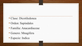 • Clase: Dicotiledonea
• Orden: Sapindales
• Familia: Anacardiaceae
• Genero: Mnagifera
• Especie: Indica
 