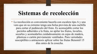 Sistemas de recolección
• La recolección es conveniente hacerla con escalera tipo A y una
vara que en su extremo tenga una bolsa provista de una cuchilla
para cortar el pedúnculo del fruto. Es aconsejable cortar los
pecíolos adheridos a la fruta, no apilar los frutos, lavarlos,
secarlos y acomodarlos cuidadosamente en cajas de madera,
plásticas o cartón previamente ventilados. Para variedades
susceptibles a antracnosis aplicar sobre las frutas Benomil 15
días antes de la cosecha.
 
