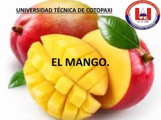EL MANGO.
UNIVERSIDAD TÉCNICA DE COTOPAXI
 