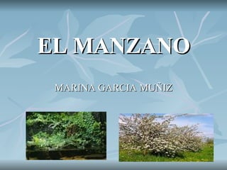 EL MANZANO MARINA GARCIA MUÑIZ 