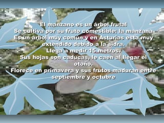 El manzano es un árbol frutal
 Se cultiva por su fruto comestible: la manzana
 Es un árbol muy común y en Asturias esta muy
           extendido debido a la sidra.
            Llega a medir 15 metros.
   Sus hojas son caducas, le caen al llegar el
                      otoño.
Florece en primavera y sus frutos maduran entre
              septiembre y octubre
 