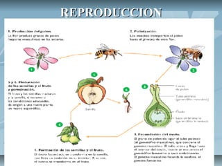 REPRODUCCION
 