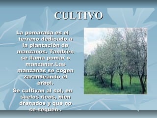 CULTIVO
 La pomarada es el
  terreno dedicado a
    la plantación de
 manzanos. También
   se llama pomar o
      manzanar.Las
 manzanas se cogen
     zarandeando el
          árbol.
Se cultivan al sol, en
   suelos ricos, bien
  drenados y que no
       se sequen .
 
