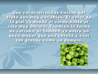 Las características físicas del
fruto son muy variables. El color de
  la piel va desde el verde hasta el
 rojo muy oscuro. También la forma
  es variada; el tamaño va entre un
 poco mayor que una cereza y casi
     tan grande como un pomelo.
 