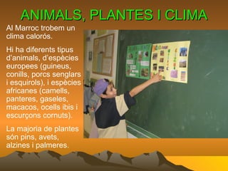 ANIMALS, PLANTES I CLIMA Al Marroc trobem un clima calorós.  Hi ha diferents tipus d’animals ,  d’espècies europees (guineus, conills, porcs senglars i esquirols), i espècies africanes (camells, panteres, gaseles, macacos, ocells ibis i escurçons cornuts). La majoria de plantes són pins, avets, alzines i palmeres. 