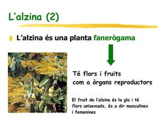 L’alzina (2) L’alzina és una planta  fanerògama Té flors i fruits  com a òrgans reproductors El fruit de l’alzina és la gla i té  flors unisexuals, és a dir masculines  i femenines 