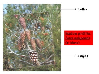 Fulles Pinyes Espècie piròfita:  Pinus halepensis   (pi blanc) 