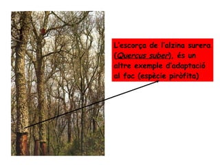 L’escorça de l’alzina surera  ( Quercus suber ), és un altre exemple d’adaptació al foc (espècie piròfita) 