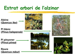 Estrat arbori de l’alzinar Alzina  ( Quercus ilex ) Pi blanc  ( Pinus halepensis ) Pi pinyoner  ( Pinus pinea ) Roure  ( Quercus robur ) 