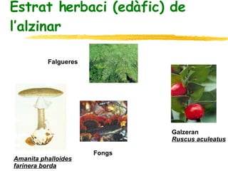 Estrat herbaci (edàfic) de l’alzinar Falgueres Fongs Amanita phalloides farinera borda Galzeran Ruscus aculeatus 
