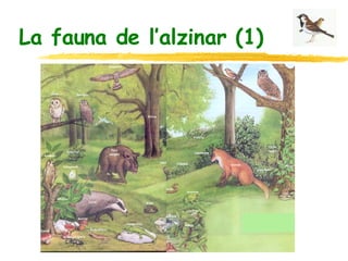 La fauna de l’alzinar (1) 