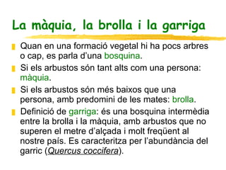 La màquia, la brolla i la garriga  Quan en una formació vegetal hi ha pocs arbres o cap, es parla d’una  bosquina . Si els arbustos són tant alts com una persona:  màquia . Si els arbustos són més baixos que una persona, amb predomini de les mates:  brolla . Definició de  garriga : és una bosquina intermèdia entre la brolla i la màquia, amb arbustos que no superen el metre d’alçada i molt freqüent al nostre país. Es caracteritza per l’abundància del garric ( Quercus coccifera ). 