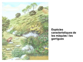 Espècies característiques de les màquies i les garrigues 