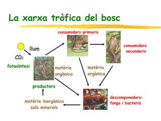 La xarxa tròfica del bosc llum C0 2 fotosíntesi productors matèria inorgànica sals minerals matèria  orgànica descomponedors:  fongs i bacteris matèria  orgànica consumidors primaris consumidors  secundaris 