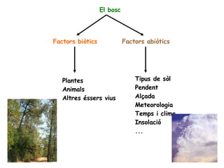 El bosc Factors biòtics Factors abiòtics Plantes Animals Altres éssers vius Tipus de sòl Pendent Alçada Meteorologia Temps i clima Insolació ... 