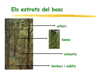 Els estrats del bosc arbori lianes arbustiu herbaci i edàfic 