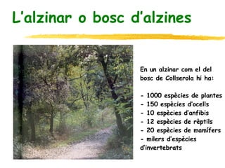 L’alzinar o bosc d’alzines En un alzinar com el del  bosc de Collserola hi ha: - 1000 espècies de plantes - 150 espècies d’ocells - 10 espècies d’anfibis - 12 espècies de rèptils - 20 espècies de mamífers - milers d’espècies  d’invertebrats  