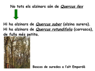 No tots els alzinars són de  Quercus ilex Hi ha alzinars de  Quercus suber  (alzina surera). Hi ha alzinars de  Quercus rotundifolia  (carrasca),  de fulla més petita. Boscos de suredes a l’alt Empordà 