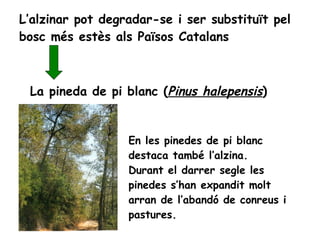 L’alzinar pot degradar-se i ser substituït pel bosc més estès als Països Catalans La pineda de pi blanc ( Pinus halepensis ) En les pinedes de pi blanc destaca també l’alzina. Durant el darrer segle les pinedes s’han expandit molt arran de l’abandó de conreus i pastures. 