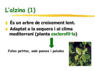 L’alzina (1) És un arbre de creixement lent. Adaptat a la sequera i al clima mediterrani (planta  esclerofil·la ) Fulles petites, amb punxes i peludes 
