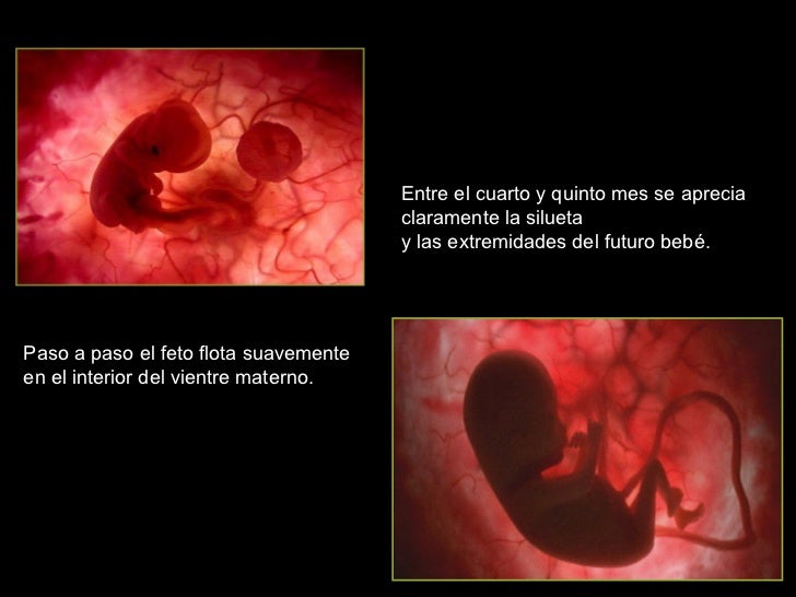 El Milagro De La Vida El Milagro De La Vida